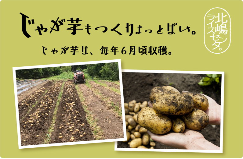 じゃが芋もつくりよっとばい。じゃが芋は、毎年6月頃収穫。