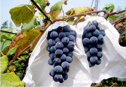 ジューシィなぶどうの写真