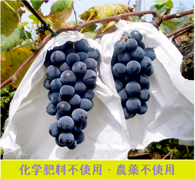 化学肥料不使用・農薬不使用