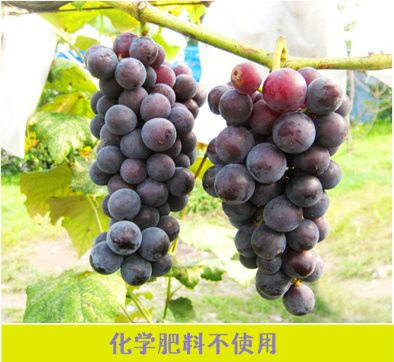 化学肥料不使用