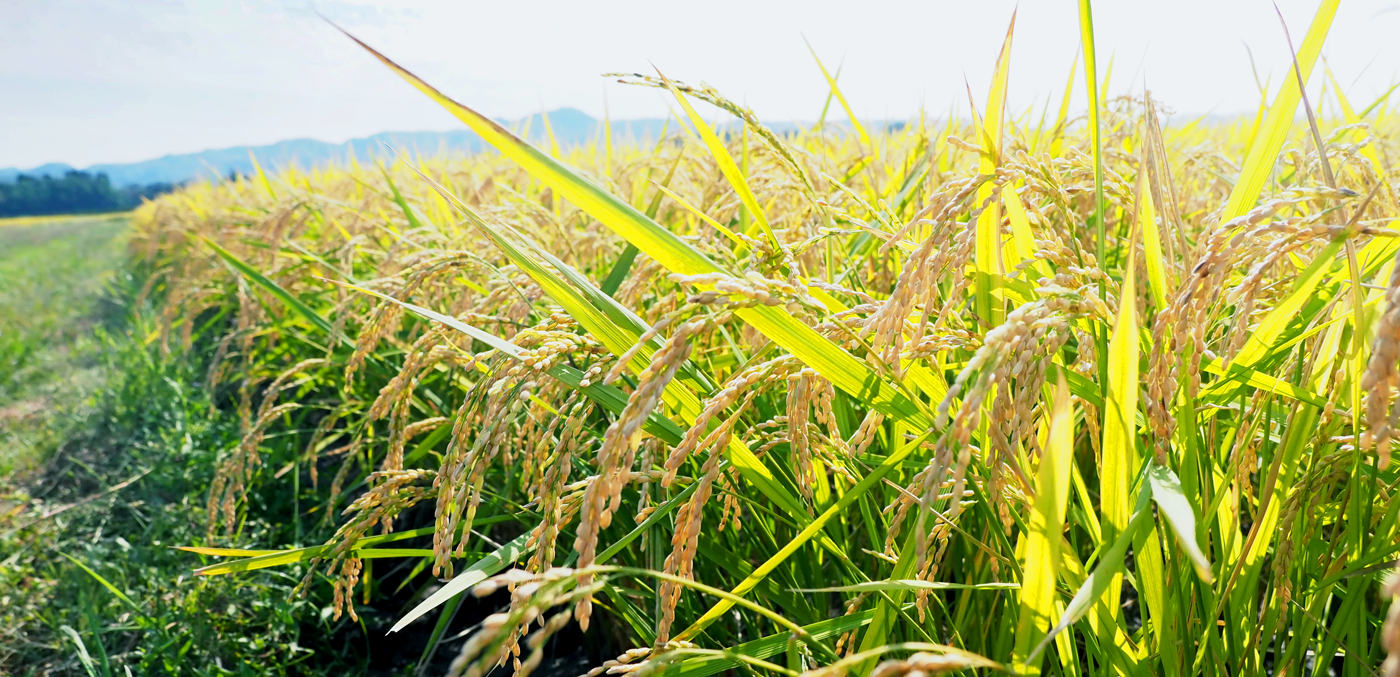 水田の景色の写真
