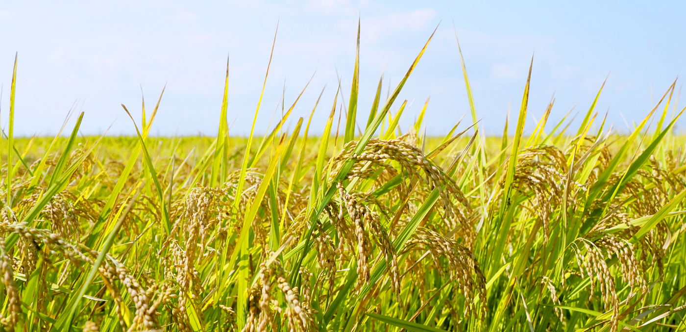 稲穂の写真