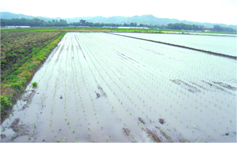 土壌づくりの写真