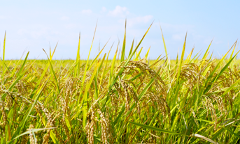 e大地農法の写真