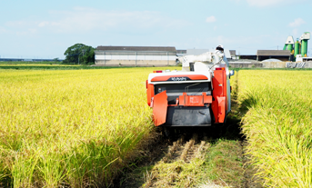 稲刈りの写真